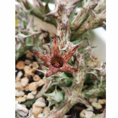 Sao biển Orbea Deflersiana