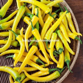 HẠT GIỐNG ỚT SỪNG VÀNG