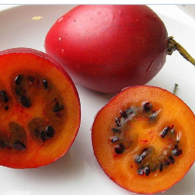 Hạt giống cà chua thân gỗ TAMARILLO  ( 1 gói 10 hạt ) - Tặng 4 viên nén ươm hạt giống