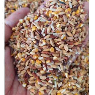 500G NGŨ CỐC /THỨC ĂN TRỘN CHO GÀ ĐÁ,GÀ ĐẺ, VỊT, BỒ CÂU, CÚT, CHIM CU, HAMSTER, BỌ Ú