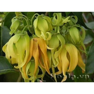 com bo 2 hoa dẻ vàng cây cao 30.40cm