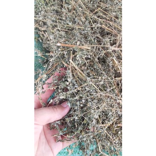 Diệp Hạ Châu (cây chó đẻ) khô