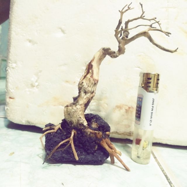 Lũa bonsai thủy sinh, tiểu cảnh mini