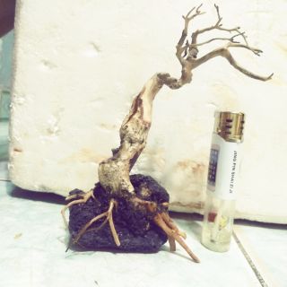 Lũa bonsai thủy sinh, tiểu cảnh mini