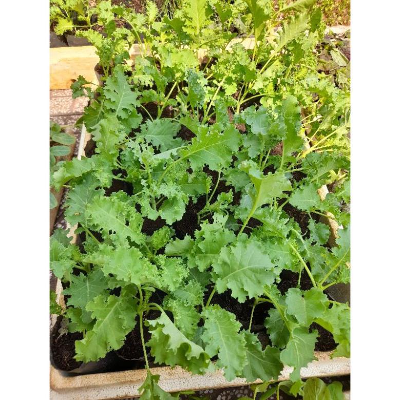 Cây giống cải kale ươm bầu, giao hảo tốc tp HCM