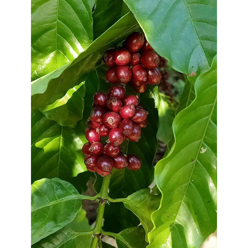 1kg cà phê nhân sống - Robusta - Honey - S16 - Vietnamese coffee beans | BigBuy360 - bigbuy360.vn