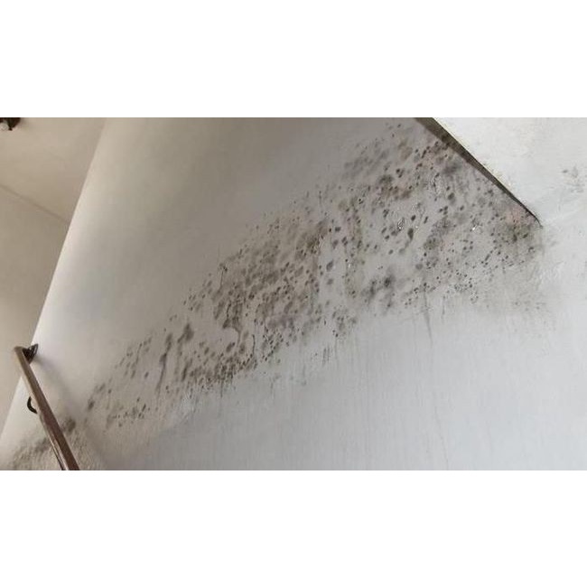Dung dịch tẩy nấm mốc trên tường, nhà tắm, cửa ra vào, cửa sổ, nền nhà Baufix Anti-moisissure 1L - Hàng Đức 100%