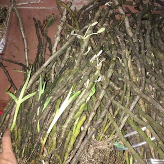 U lồi u lồi khách ơi