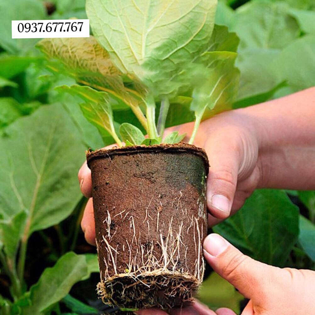 CG8UTH - 10 chậu giấy tròn/vuông tự hủy ươm cây giống tiết kiệm và bảo vệ môi trường. size 7.5x8cm