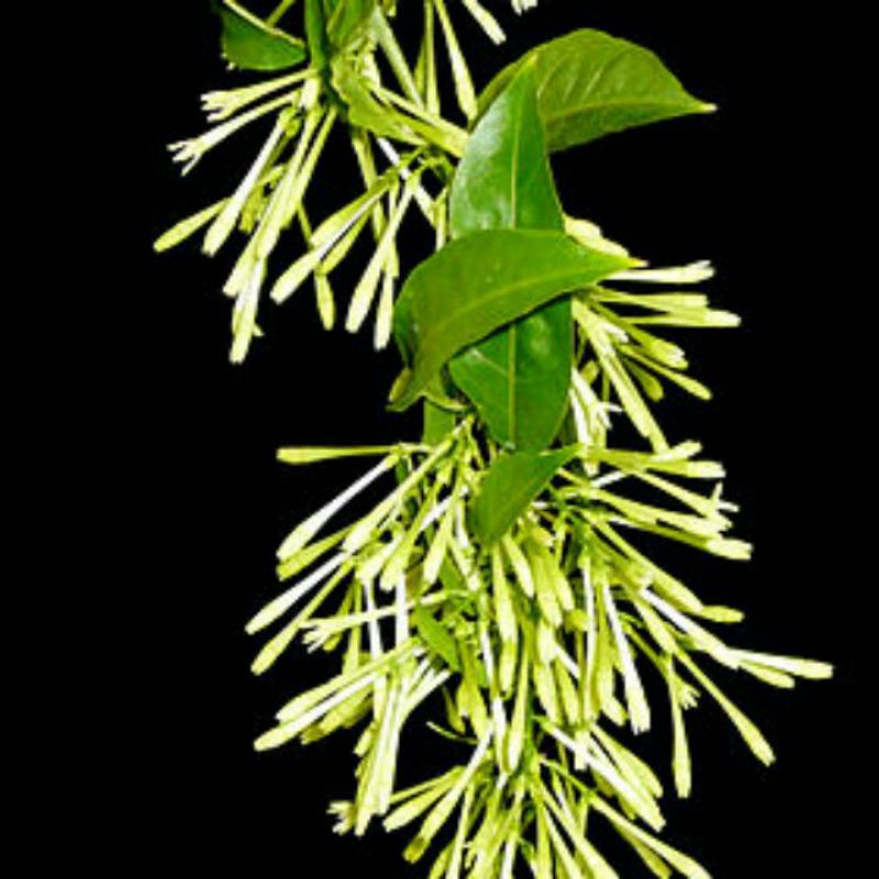 Cây dạ lý hương