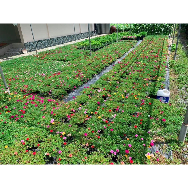 Hoa Mười Giờ Thái Kép Mix Màu🌸🌸