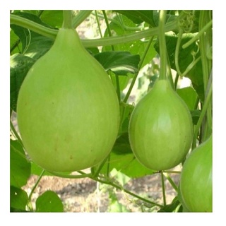 5 hạt giống bầu tròn
