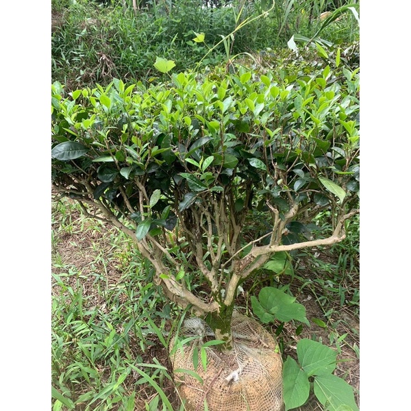 Cây chè xanh uống nước ảnh thật nặng 30kg_ CÂY RẤT NẶNG NÊN KHÁCH INBOX EM TRƯỚC KHI ĐẶT HÀNG NHÉ Ạ