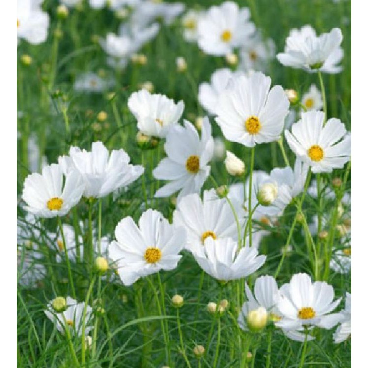 Hạt giống cúc sao nháy mix màu - 200 hạt