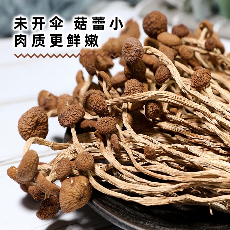 Nấm trà tân - Nấm cây trà