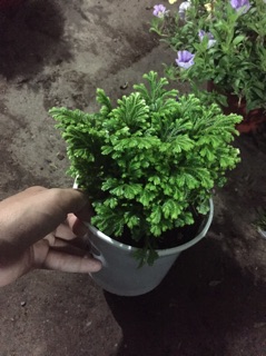 Cây rêu cảnh