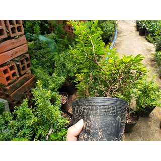 CÂY LINH SAM 86 CAO TỪ 10-15 CM