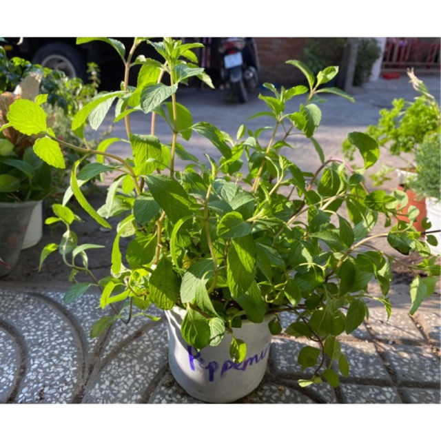 BẠC HÀ PEPPERMINT - BẠC HÀ ÂU