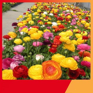 Hạt Giống Hoa Hồng Ri Ba Tư