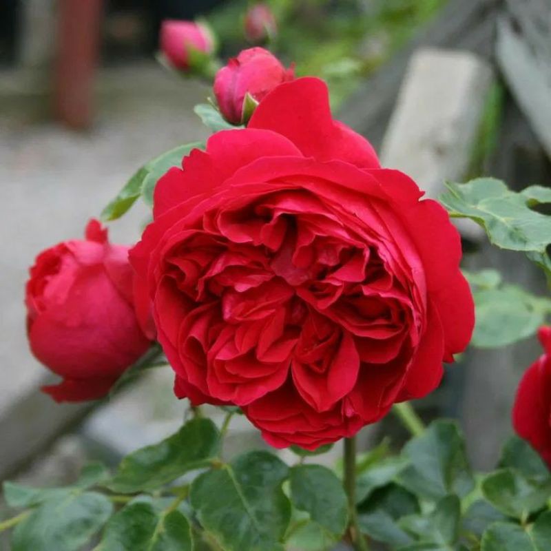 Hoa hồng  Pháp Red Eden( leo)