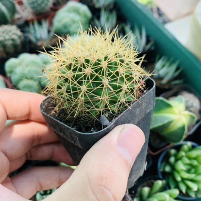 Xương rồng kim hổ SONDA GARDEN size bé 6cm, cây cảnh trang trí nhà cửa, lỗi 1 đổi 1