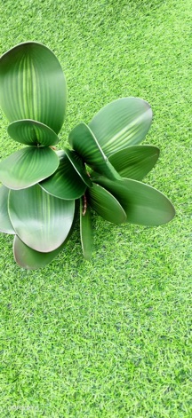 CỤM LÁ LAN