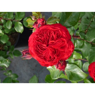 Hoa hồng Red Leonardo Da Vinci rose