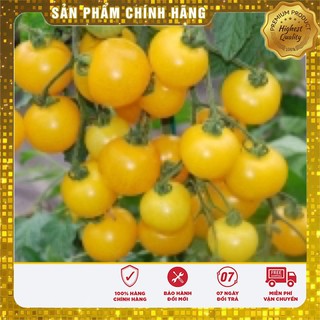 Hạt giống Cà chua bi cao cây quả tròn vàng