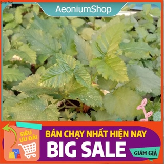 Cây mâm xôi đen - phúc bồn tử trái đen chậu lớn ❣️