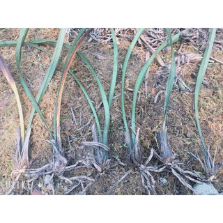 Lan Kiếm Đỏ vùng Tây Bắc