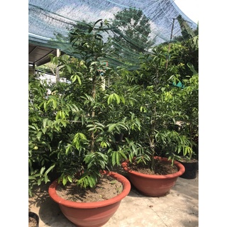 Giống cây Đào Indo ( Phaleria macrocarpa )