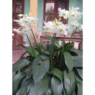 Củ hoa Ngọc Trâm gửi củ như hình 2-3