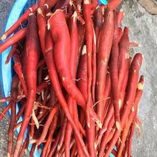 1 bịch SÂM TIÊN MAO ĐỎ (SÂM CAU ĐỎ) 0.5KG