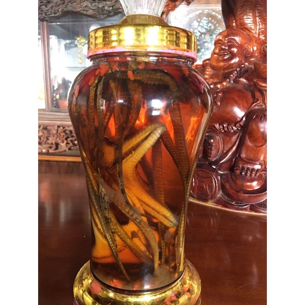 Combo tứ hải long vương ngâm rượu