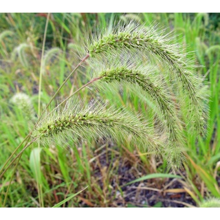 HẠT GIỐNG CỎ ĐUÔI CHỒN XANH - 0,5 Gram/ gói