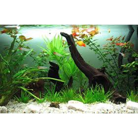 HẠT GIỐNG CÂY THỦY SINH MIX - 100 Hạt/ gói