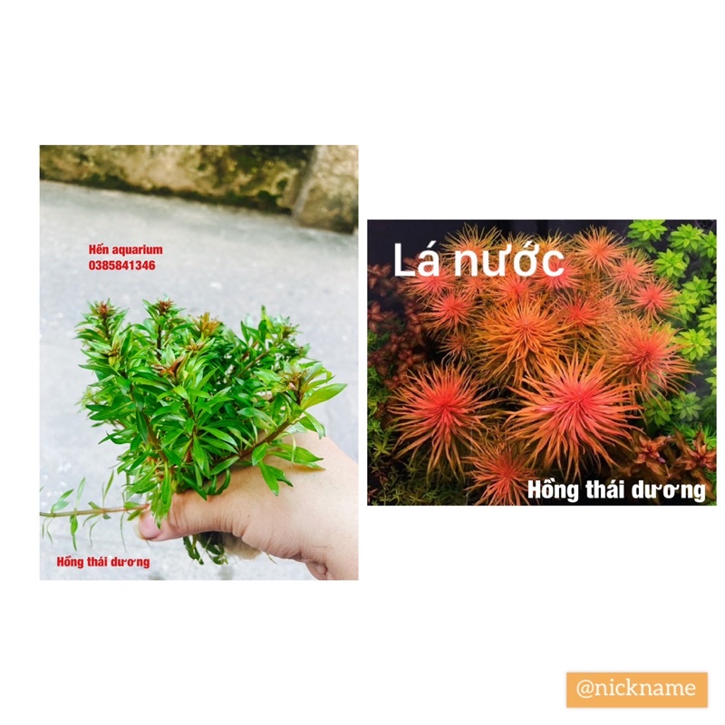 Cây thuỷ sinh Hồng thái dương : cây màu đỏ siêu đẹp combo 8️⃣ k / 8 cây