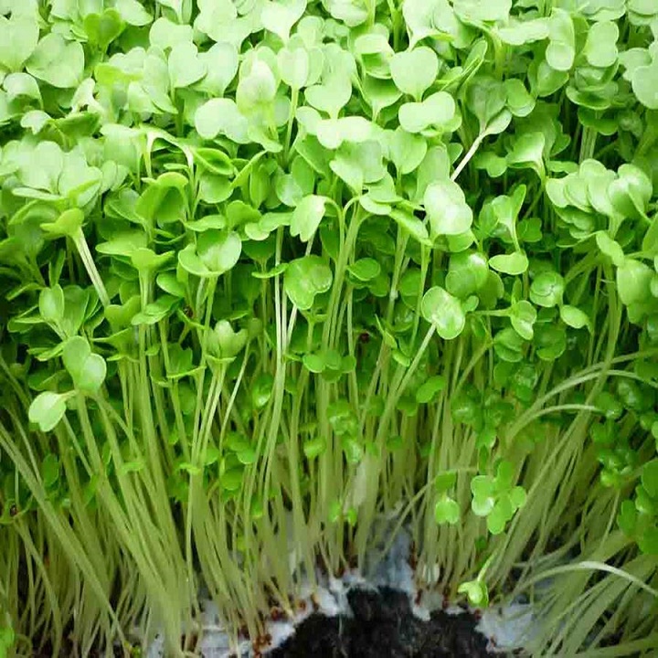 [FreeShip]100gr Hạt Giống Rau Mầm Cải Ngọt