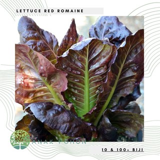 Hạt giống rau diếp Red Romaine Hạt giống rau diếp đỏ 50h
