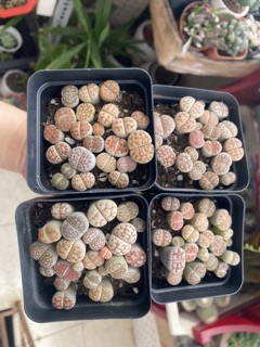 [SALE] Lithops - Sen mông siêu đáng yêu
