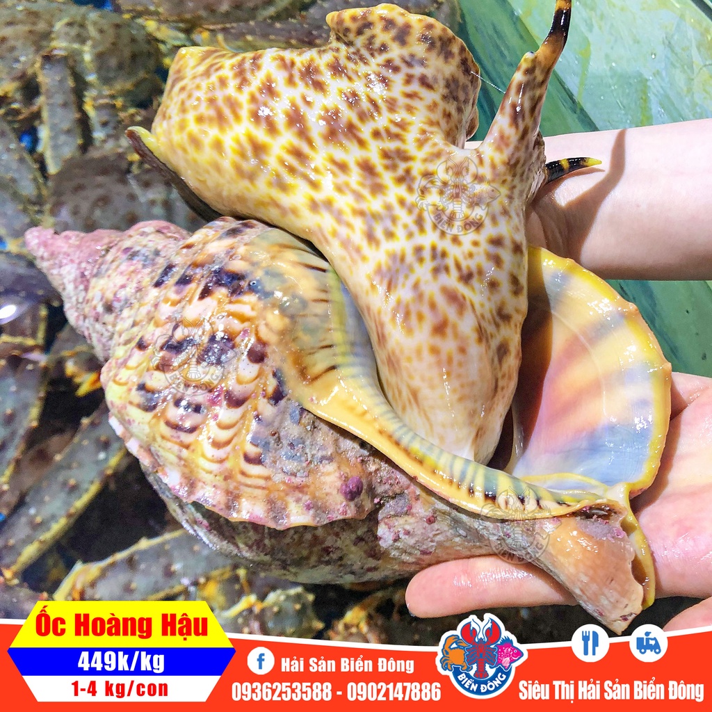 ỐC HOÀNG HẬU sống đang bơi loại 1 - 5 kg/con có hỗ trợ sơ chế, sản phẩm của Hải Sản Biển Đông ở Hà Nội