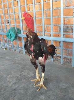 NƯỚC TĂNG LỰC CAO CẤP CHO GÀ + CHIM