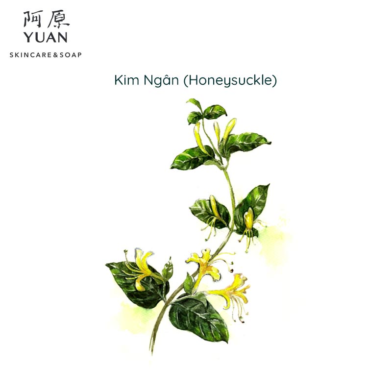 Xà Phòng Yuan Kim Ngân (Honeysuckle) trẻ hóa da - 100g