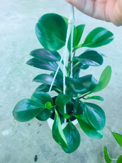TRƯỜNG SINH XANH CHẬU TREO MINI