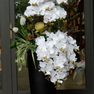 Hoa lan hồ điệp cao su
