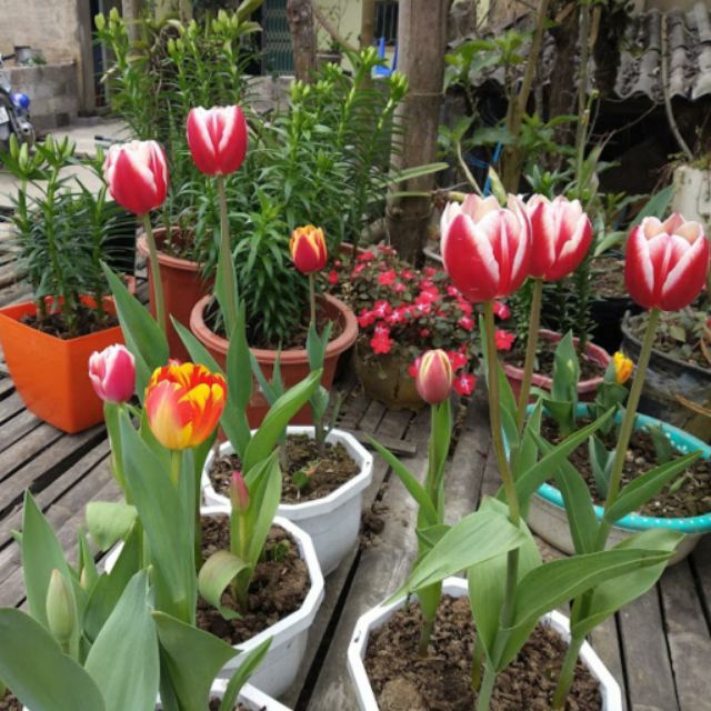 CỦ HOA TULIP NHẬP JAN DE WIT HÀ LAN