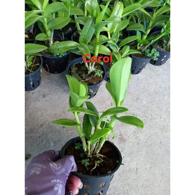 HOA LAN DENROL SING CAROL