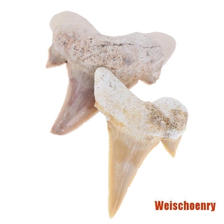 Răng Cá Mập Giảng Dạy Khoa Học Megalodon