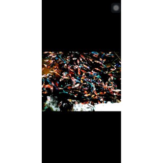 FOOD BETTA KOI GALXY MUTI