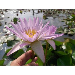 Cây hoa súng thái lan màu hồng nhạt -09